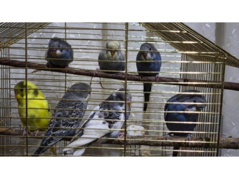 Yeni yeme düşmüş yavru muhabbet kuşu