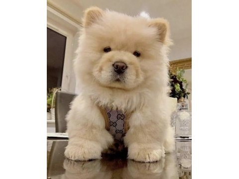A kalite chow chow yavrular