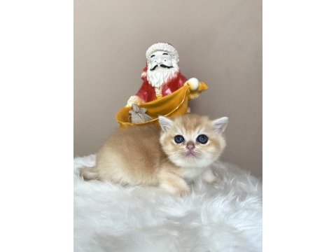 Ny12 dişi british shorthair