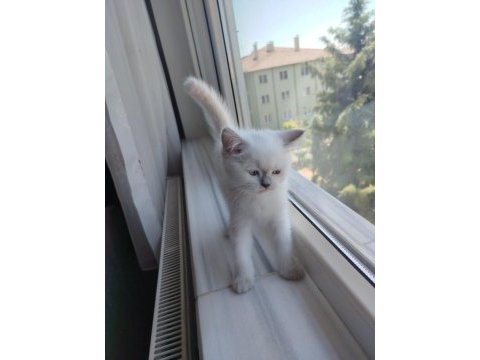 Goldenpoint shorthair 2 aylık dişi uyguna ankara