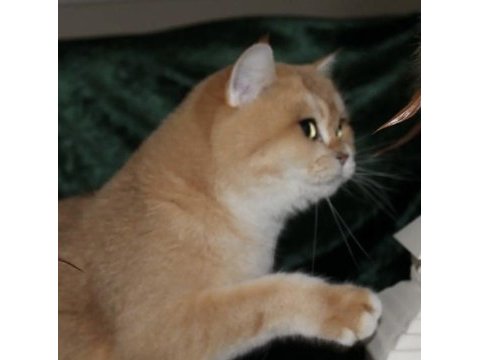 Şecereli dişi ny12 british shorthair