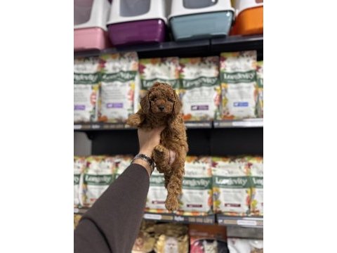 Toy poodle yavruları
