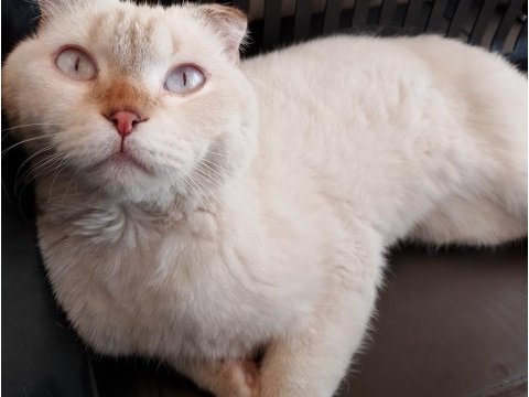 Beyaz gri uysal 7 aylık scottish kedi