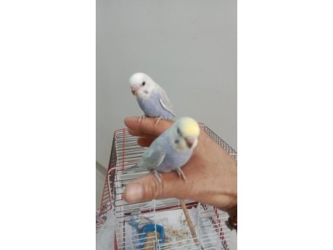 Yavru ev kuşlarım
