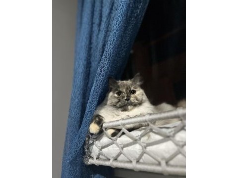 British longhair kedimiz