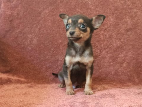 Hem minyatür hemde sevimli pinscher bebekler