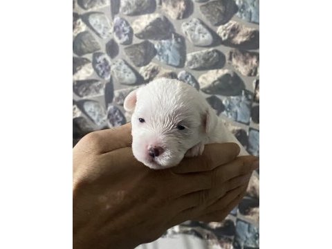 Yavru maltese terrier