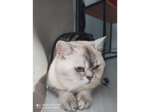 Erkek 2 yaşında cba sertifikalı british shorthair