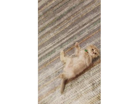 Scottish fold kırık kulak erkek kedimi sahiplendiriyorum