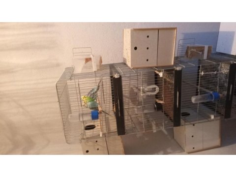 Yavru muhabbet kuşu 2 aylık
