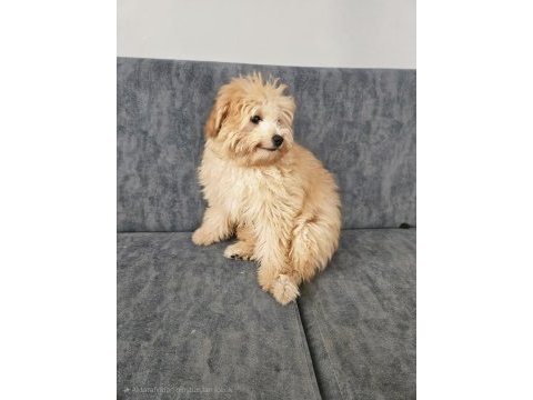 Ev doğumu 4 aylık maltipoo