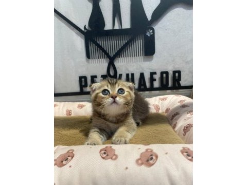Golden tabby scottish fold erkeğim
