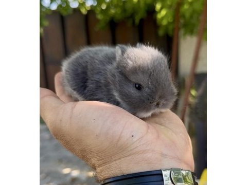 Hollanda cüce tavşanlar netherland dwarf