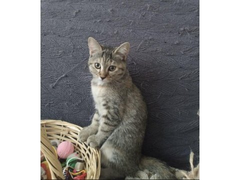 3 aylık iki güzel minik kedimiz yuva arıyor