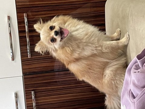 Ev köpeği eğitimli pomeranian