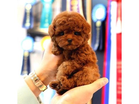 Korean toy poodle yavrularım