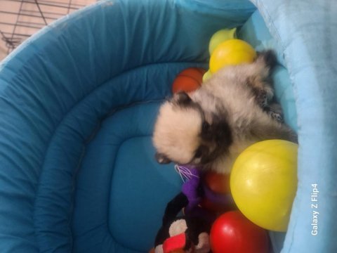 Miniş pomeranian yavrular