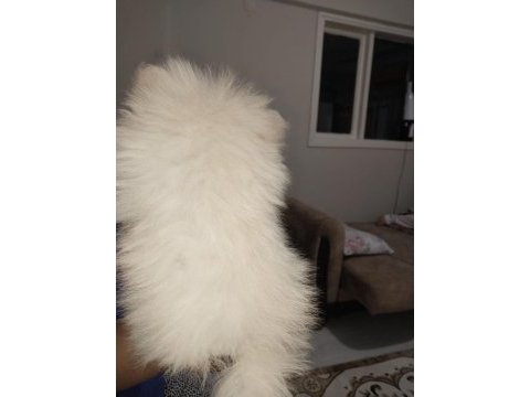 Pomeranian boo ayı surat