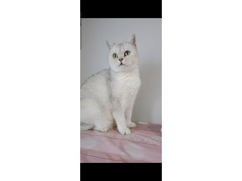 British shorthair silver ns11 dişi