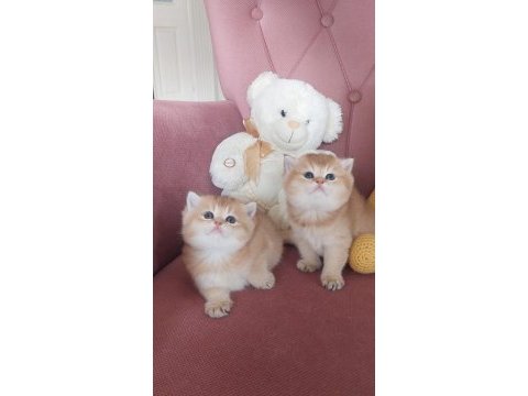 Çok tatlı british shorthair bebeklerim