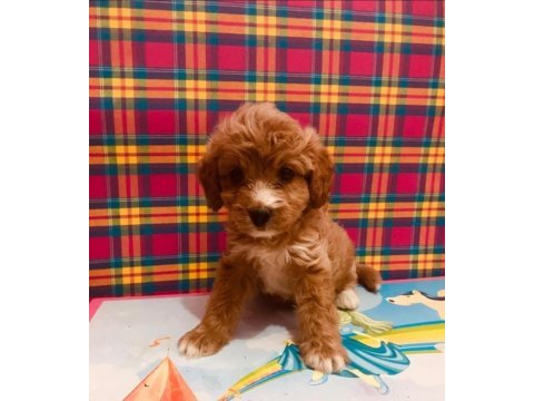 Orjinal red maltipoo bebeğimiz