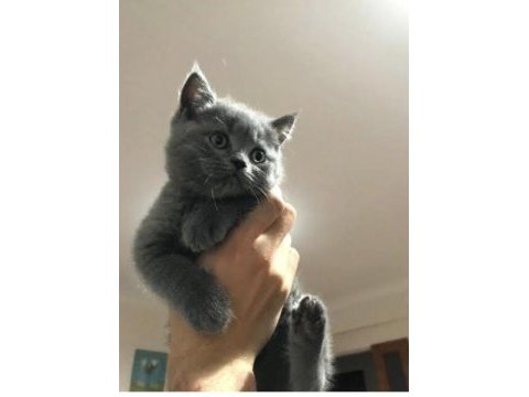 3 tane kedimiz sahiplendirilecek annesiyle beraber