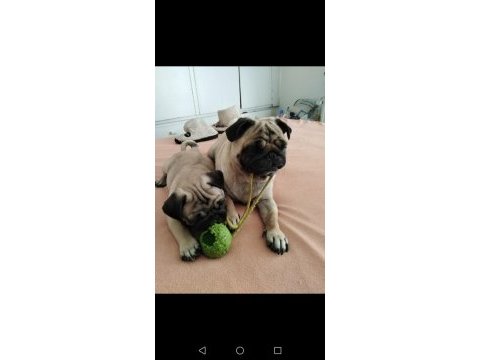 Pug mops yavru