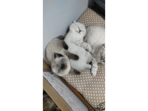 Bebek british shorthair