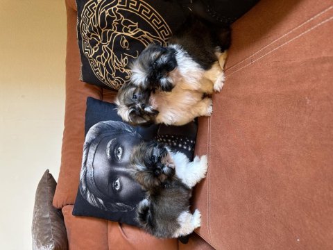 Shih tzu safkan yavrular