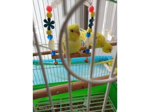 İki çift lutino albino sarı muhabbet kuşu