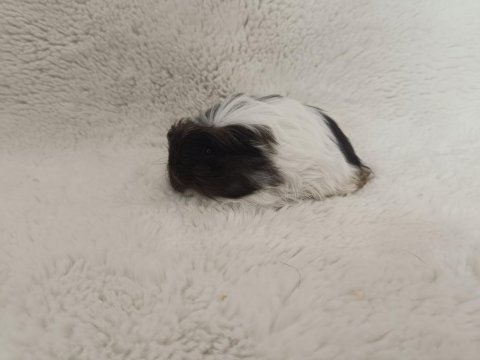 Guinea pig bebekler