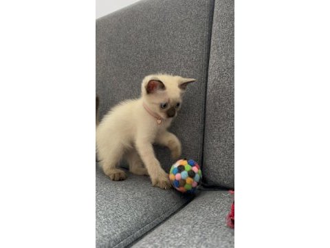 Nadir güzellikte siyam kedisi yavrusu