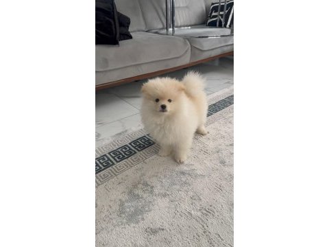 Erkek aşılı wc eğitimi başladı ayıcık surat pomeranian