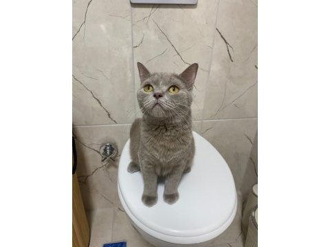 British shorthair kedisi
