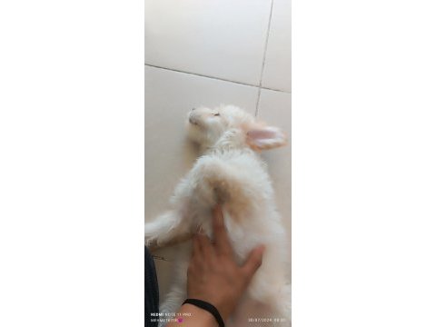 Köpeğim 3,5 aylık malzemeleri ile birlikte vereceğim