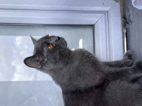 1 yaş kısır british shorthair