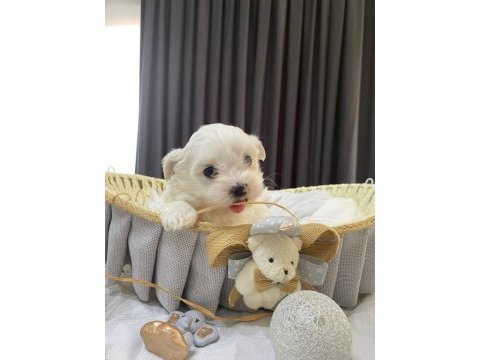 Kore anne babadan maltese bebekler