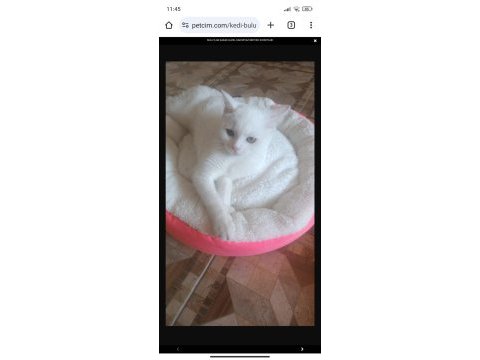 British shorthair akıllı kar beyaz