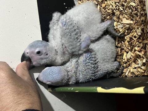 Konuşan jako ve bebek jako