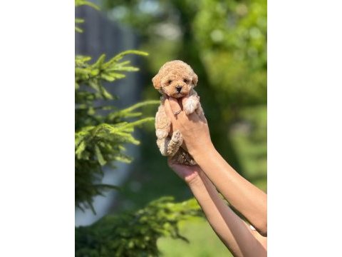 Minnak maltipoo yavrularım ye yuva arıyorum