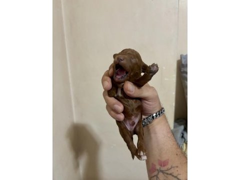 Teacup toy poodle bebeklerim
