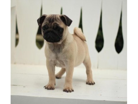 Akkuş üretim çiftliğinden pug yavruları