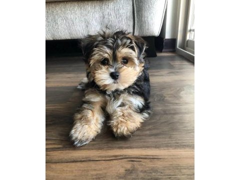 Bol tüylü pofuduk yavru yorkshire terrier