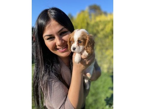 Safkan aşılı cavalier king charles yavrularım