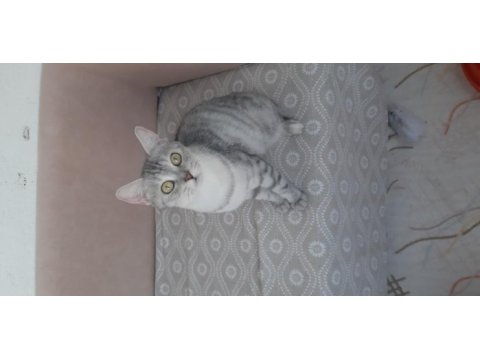 British shorthair kızımız