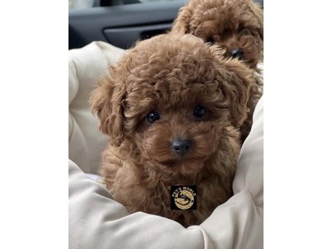 Pets world güvencesiyle gerçek toy poodle yavrularımız