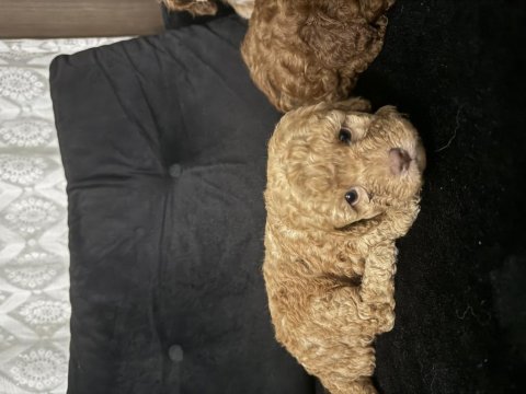 Anne altından maltipoo