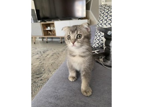 İki tane erkek yavru scottish fold