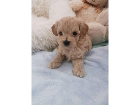 Maltipoo minikler
