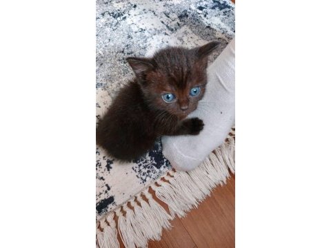 Brıtısh yavrula yenı aılesınj beklıyor